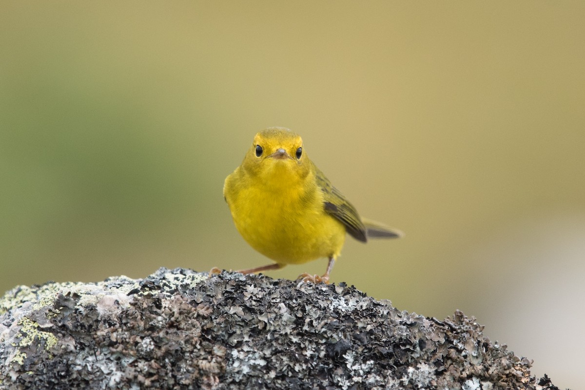 Wilson's Warbler - ML623177032