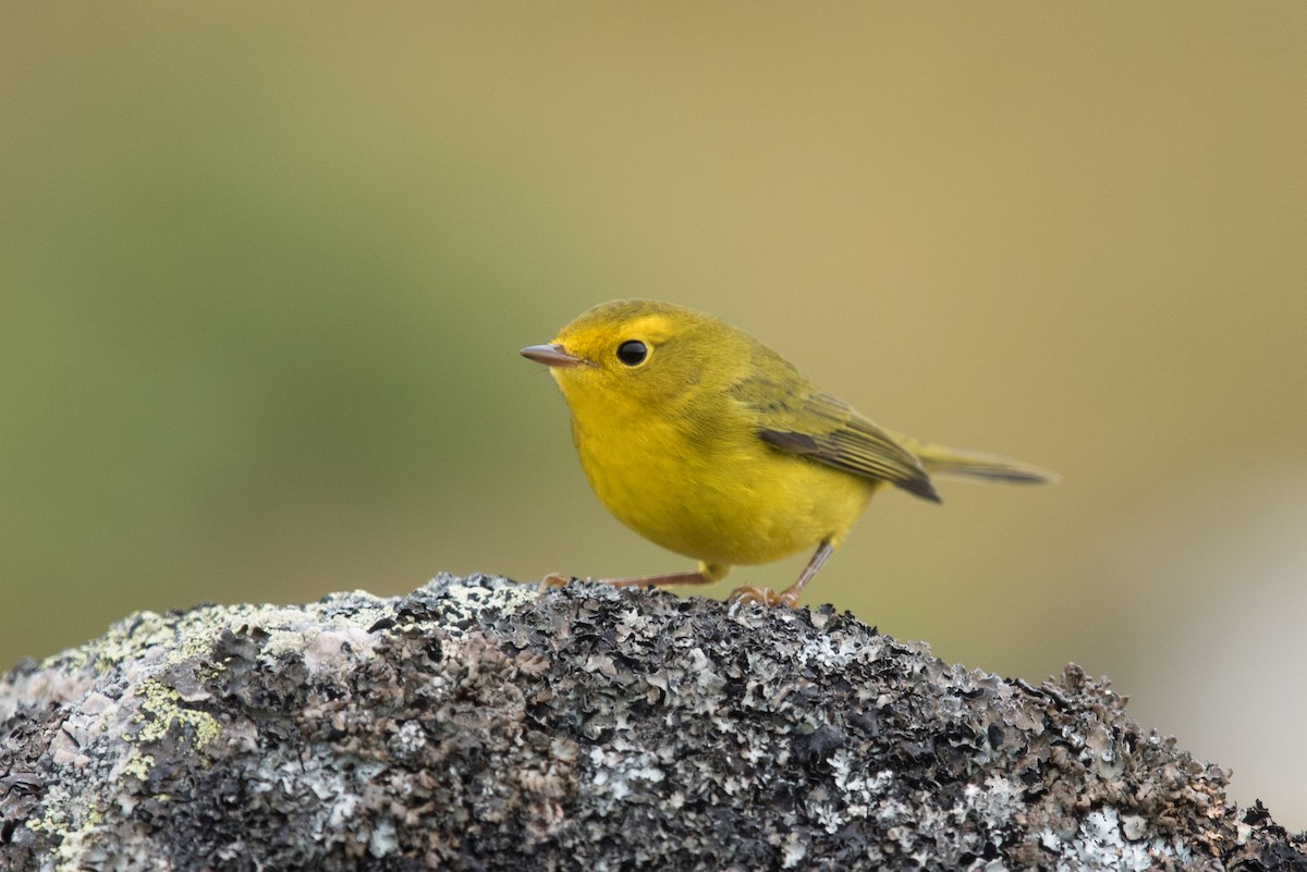 Wilson's Warbler - ML623177033