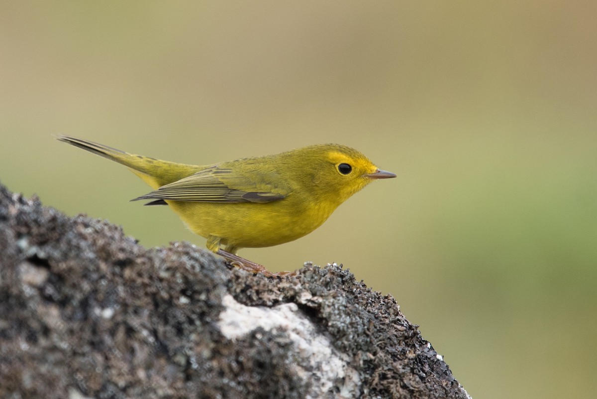 Wilson's Warbler - ML623177034