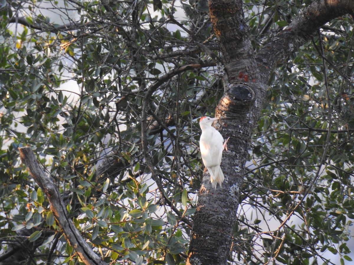 Acorn Woodpecker - ML623177036