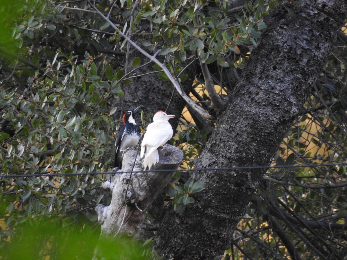 Acorn Woodpecker - ML623177037