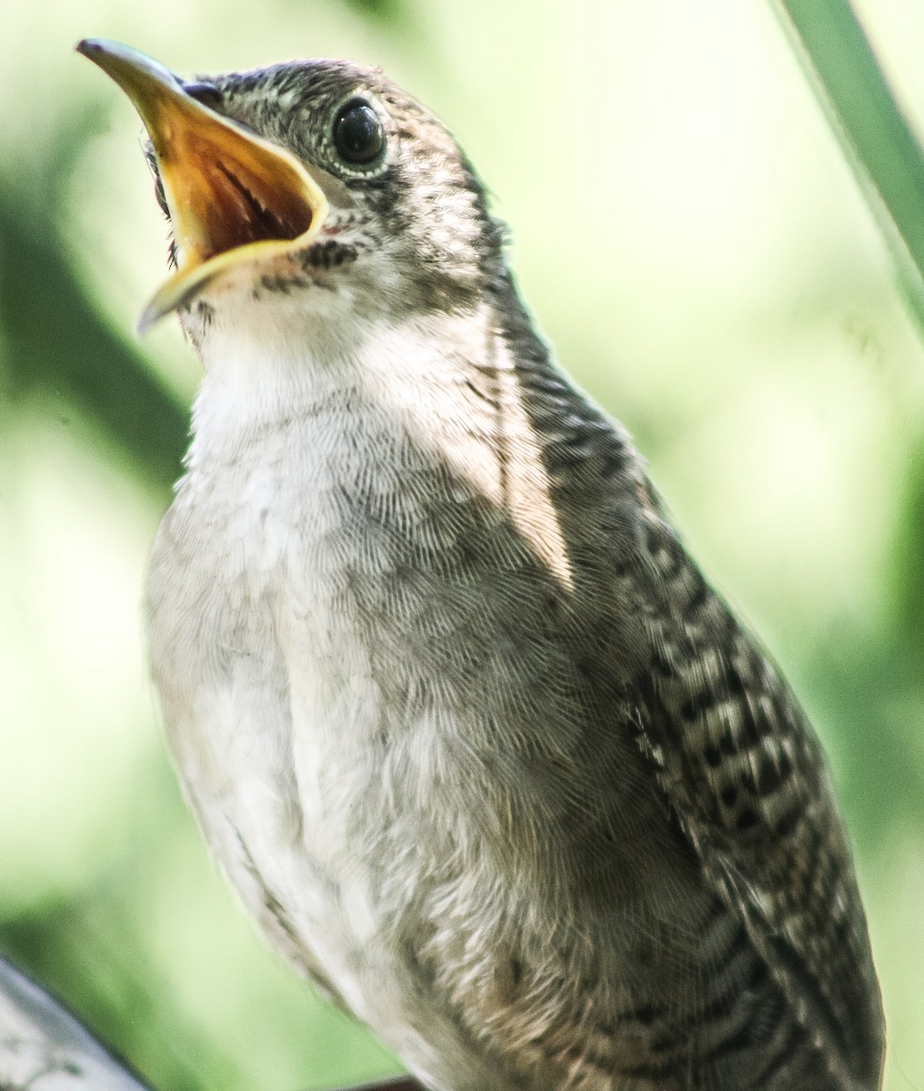 Zapata Wren - ML623177065