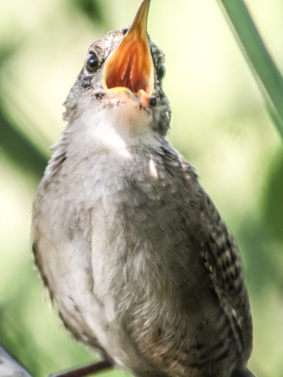 Zapata Wren - ML623177068