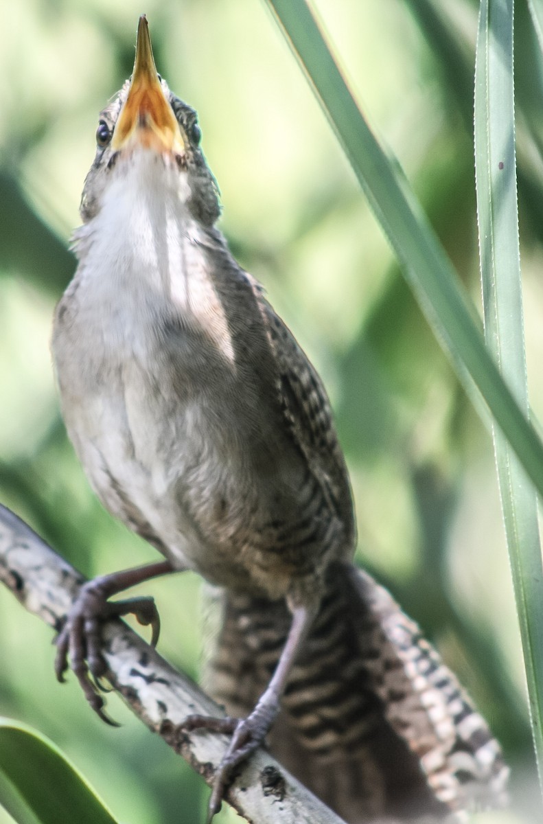 Zapata Wren - ML623177069