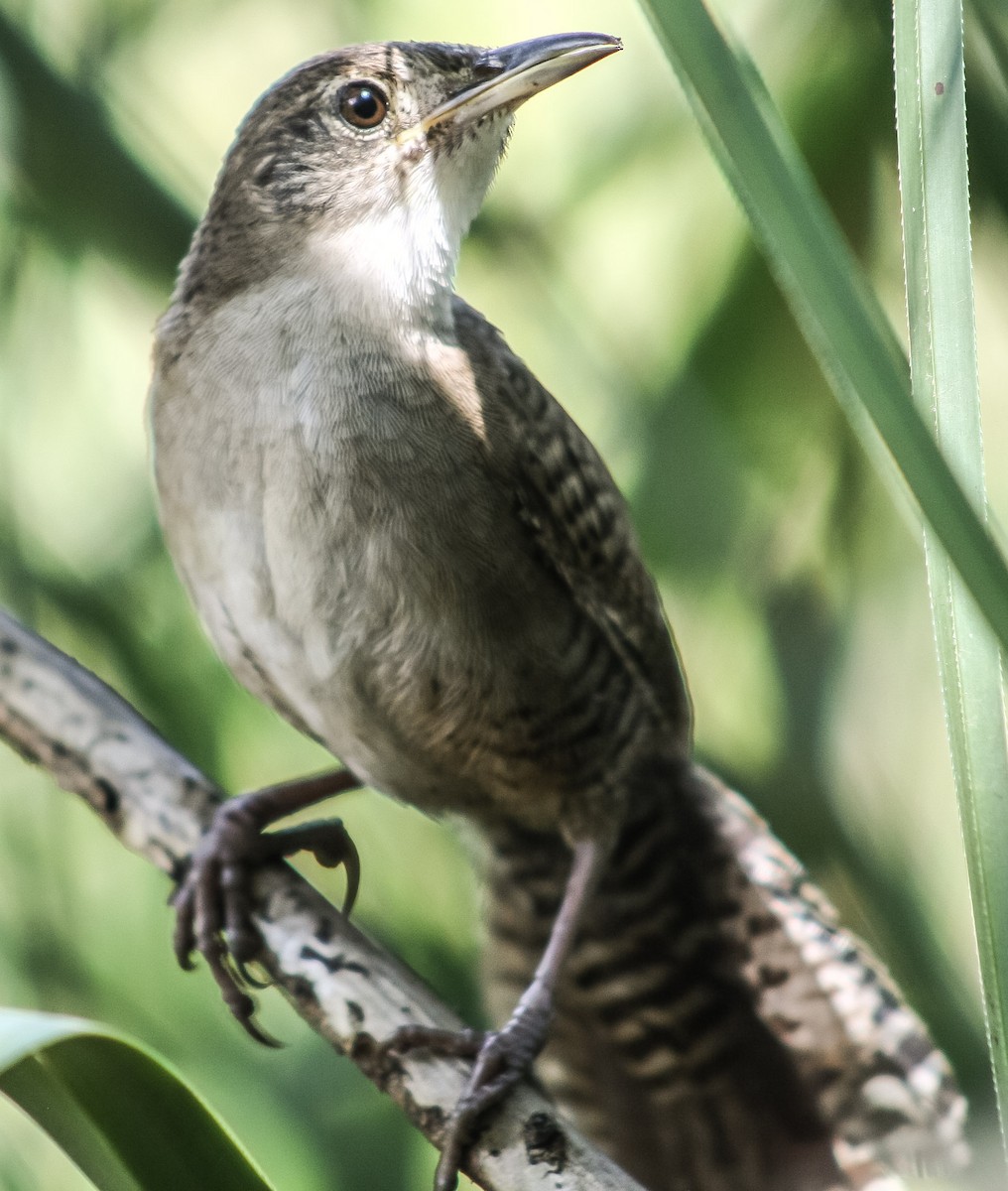 Zapata Wren - ML623177074