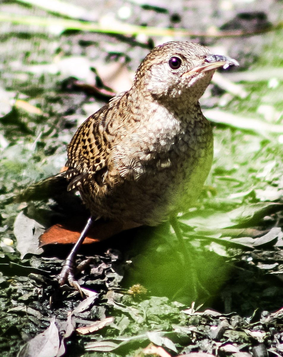 Zapata Wren - ML623177075