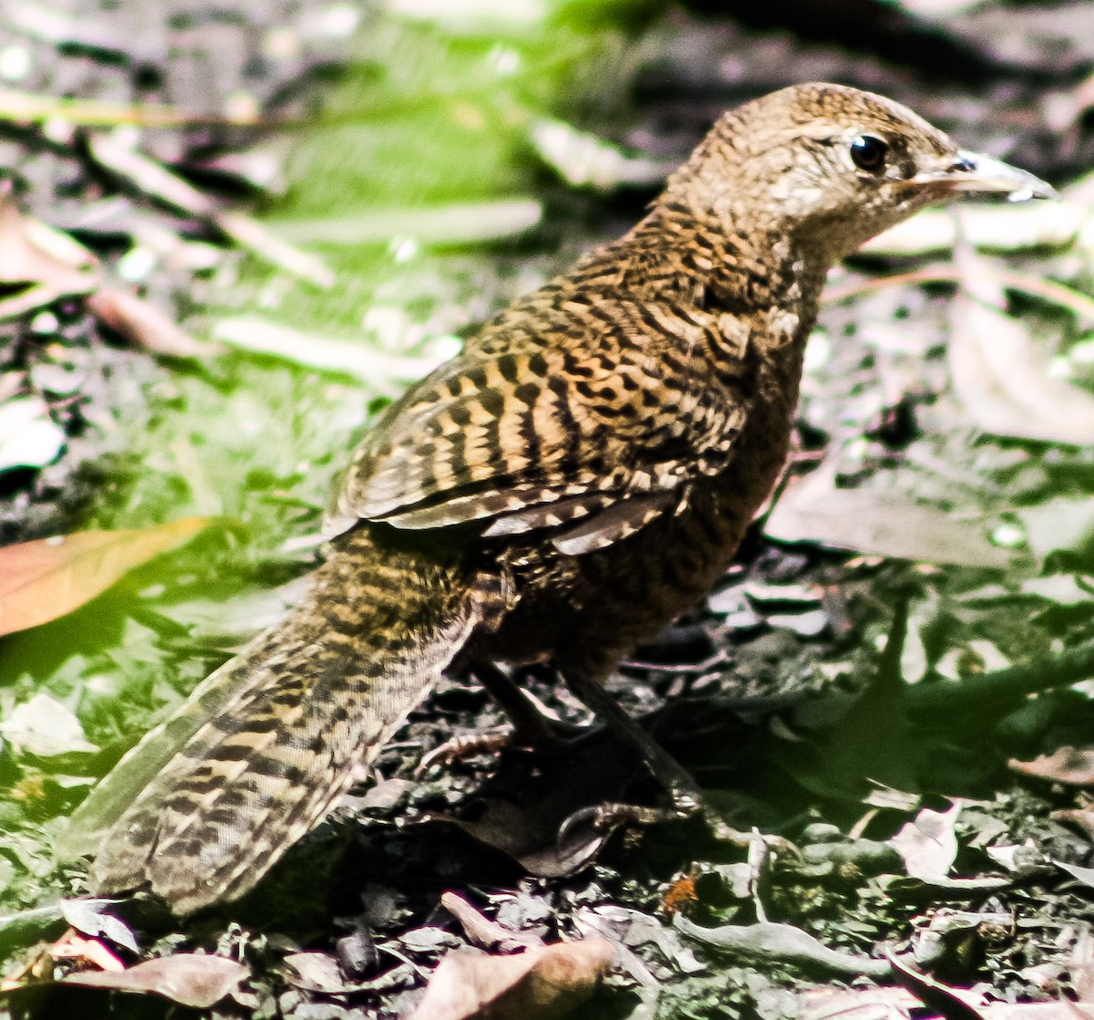 Zapata Wren - ML623177082