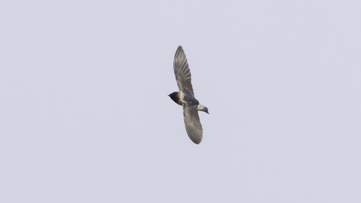 Cliff Swallow - Robert Tizard