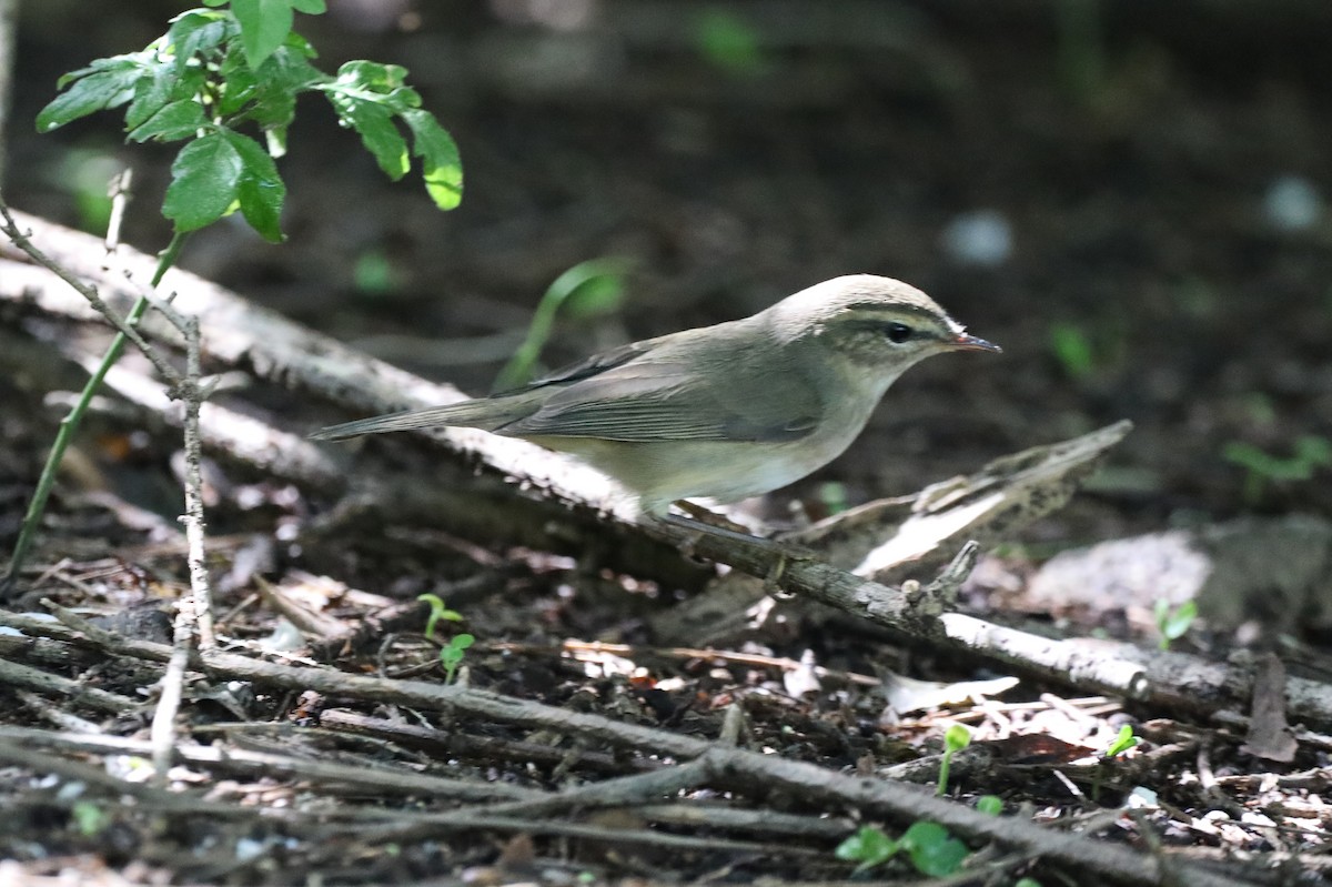 Dusky Warbler - ML623177188