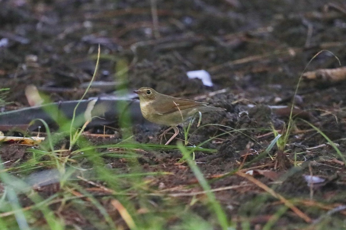 Siberian Blue Robin - ML623177201