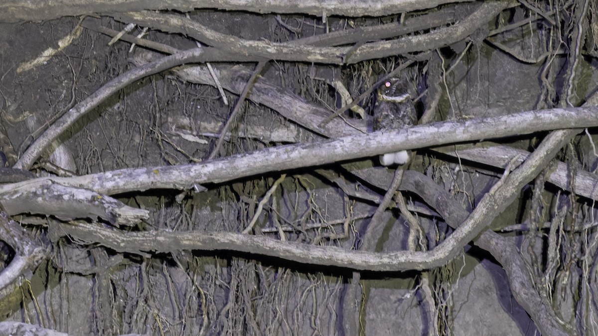 Buff-collared Nightjar - Robert Tizard