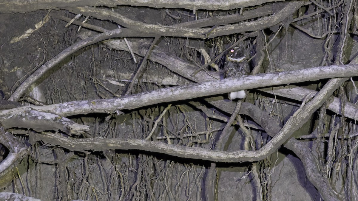 Buff-collared Nightjar - ML623177241