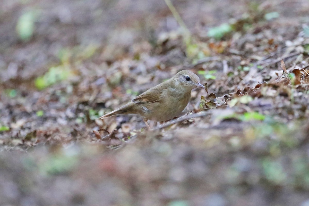 Chinese Bush Warbler - ML623177251