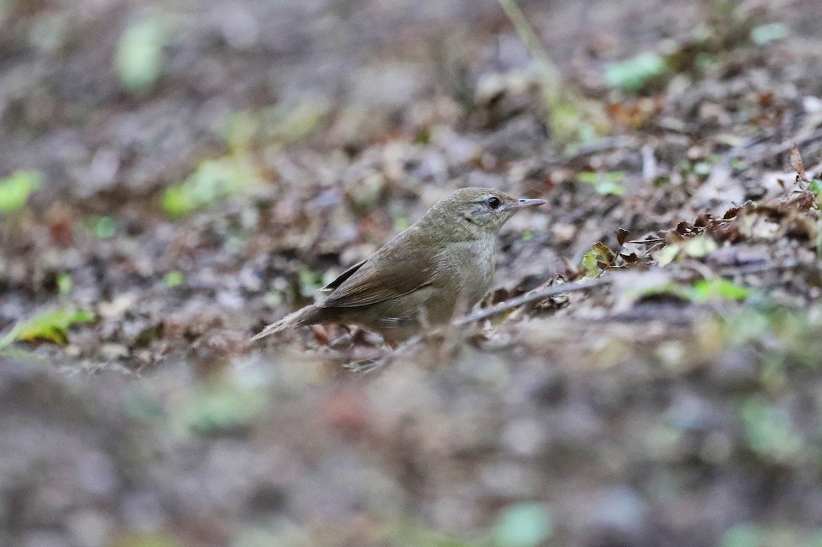 Chinese Bush Warbler - ML623177254