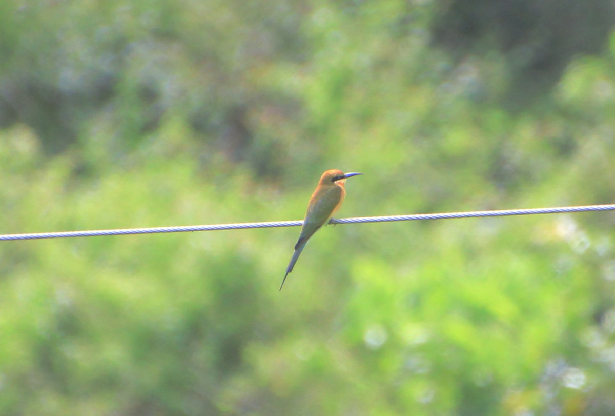 Blue-tailed Bee-eater - ML623177259