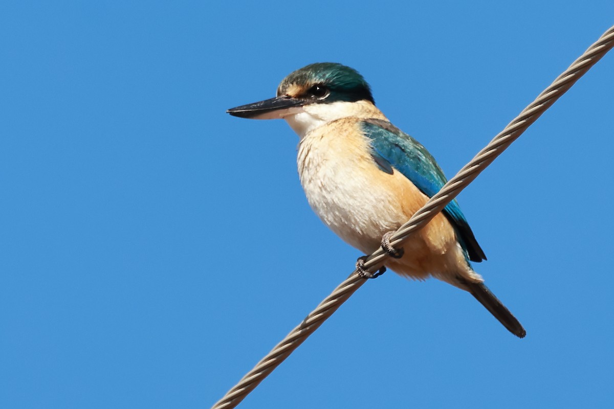 Sacred Kingfisher - ML623177282