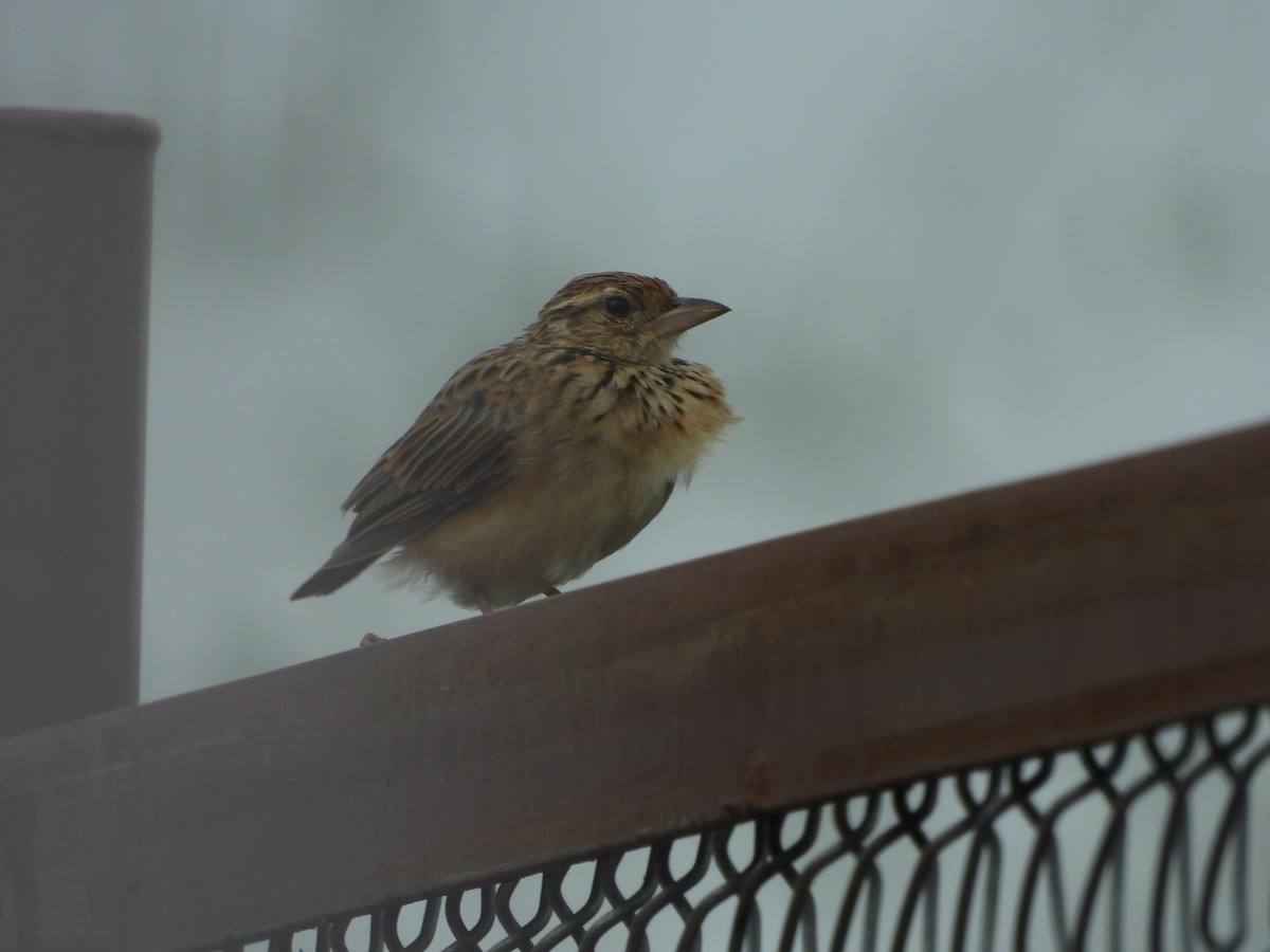 Jerdon's Bushlark - ML623177285