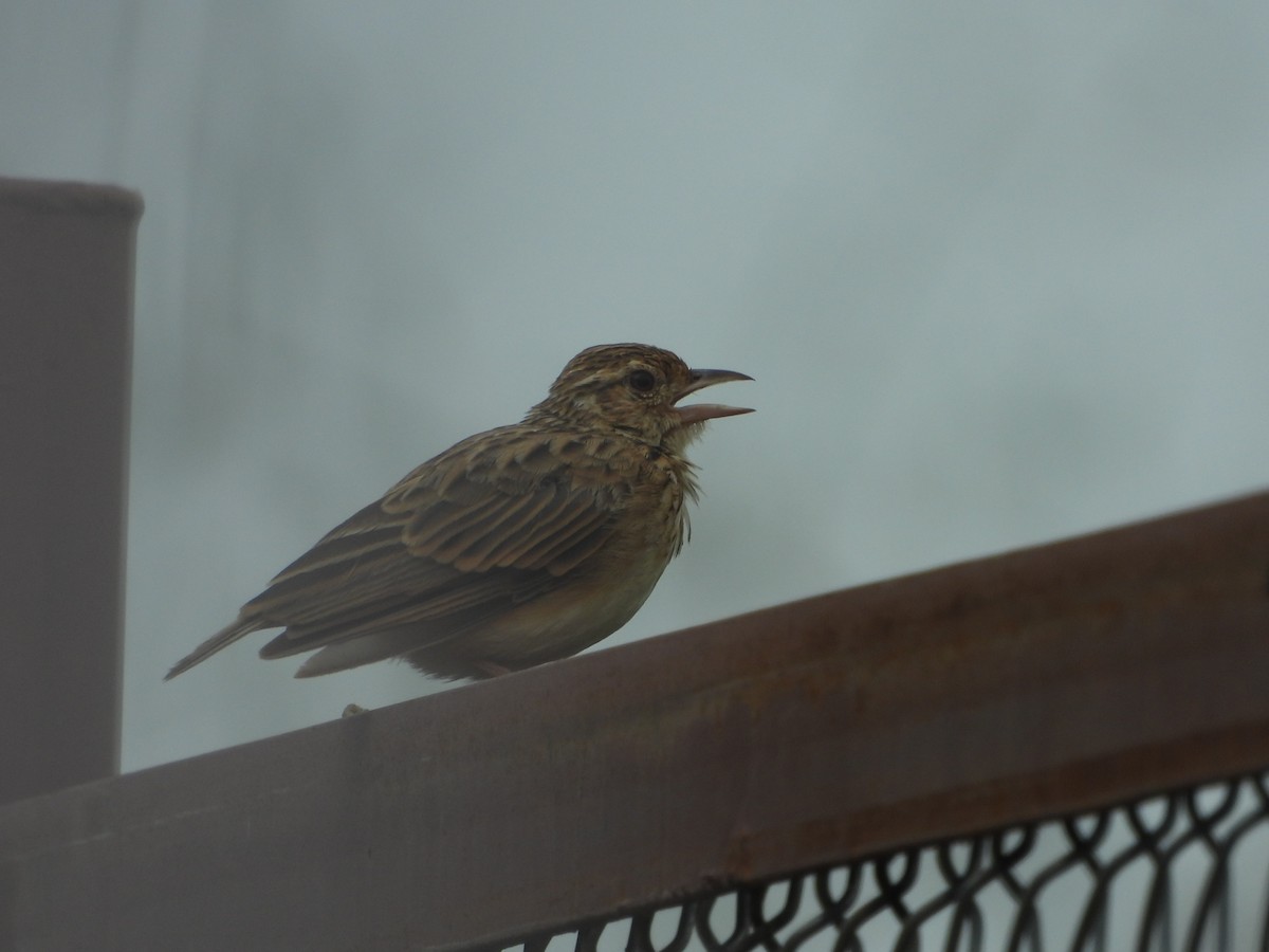 Jerdon's Bushlark - ML623177286