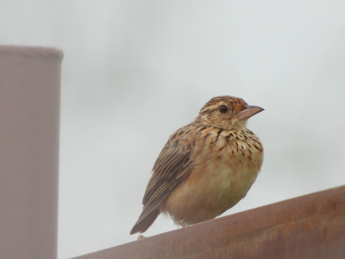 Jerdon's Bushlark - ML623177287