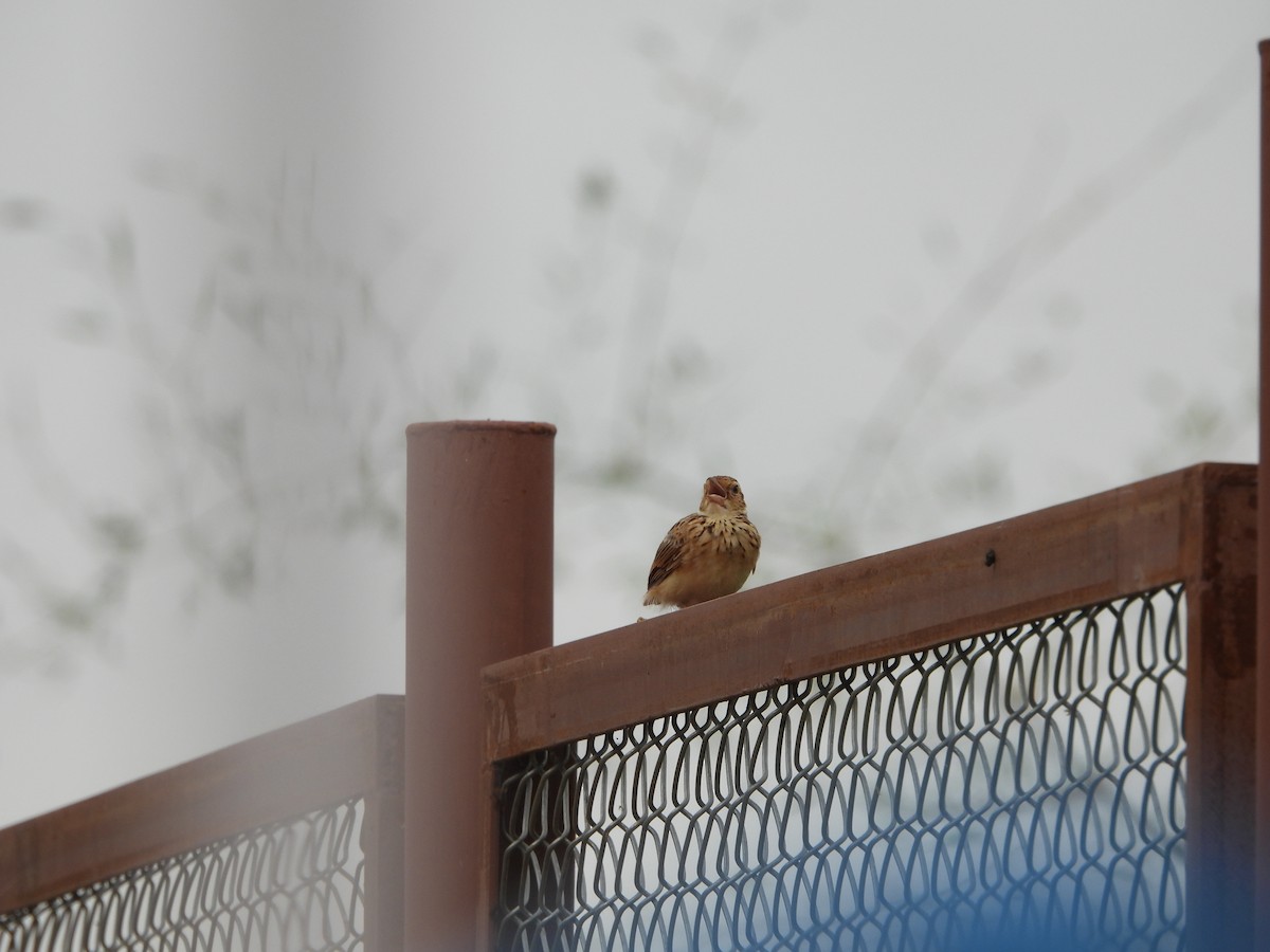 Jerdon's Bushlark - ML623177288