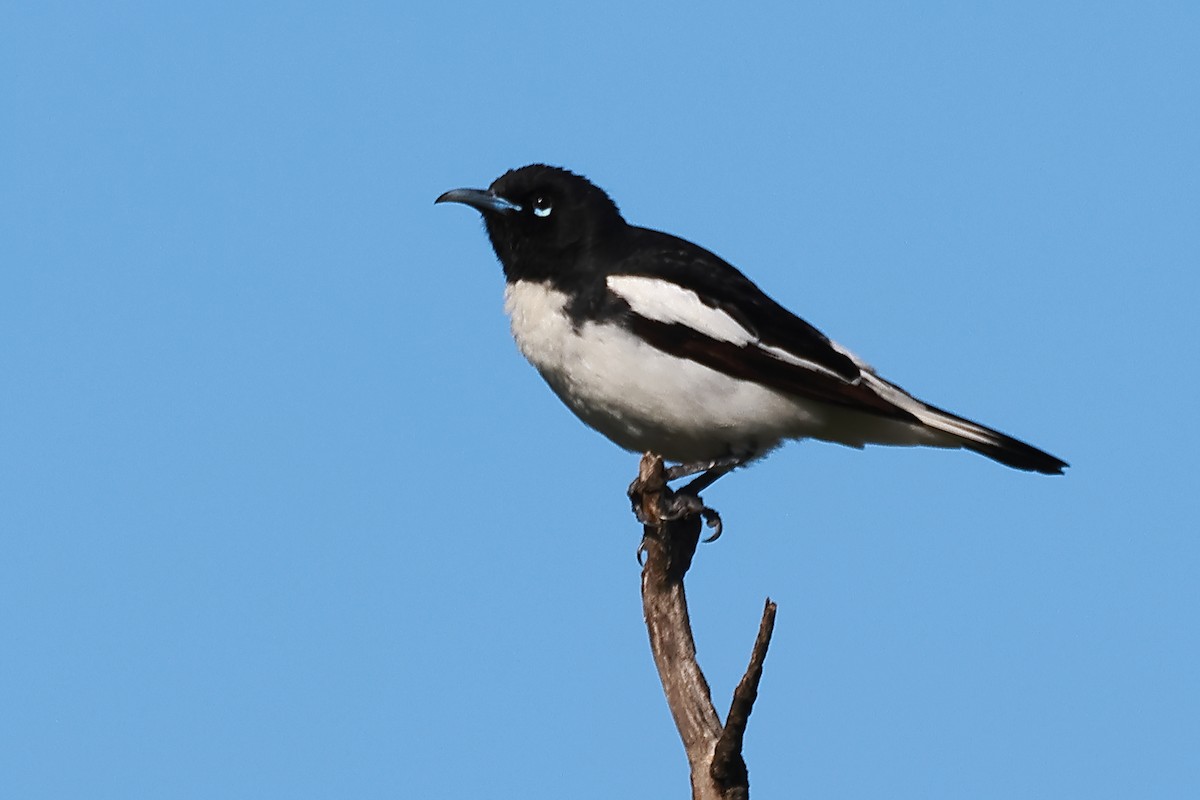 Pied Honeyeater - ML623177304