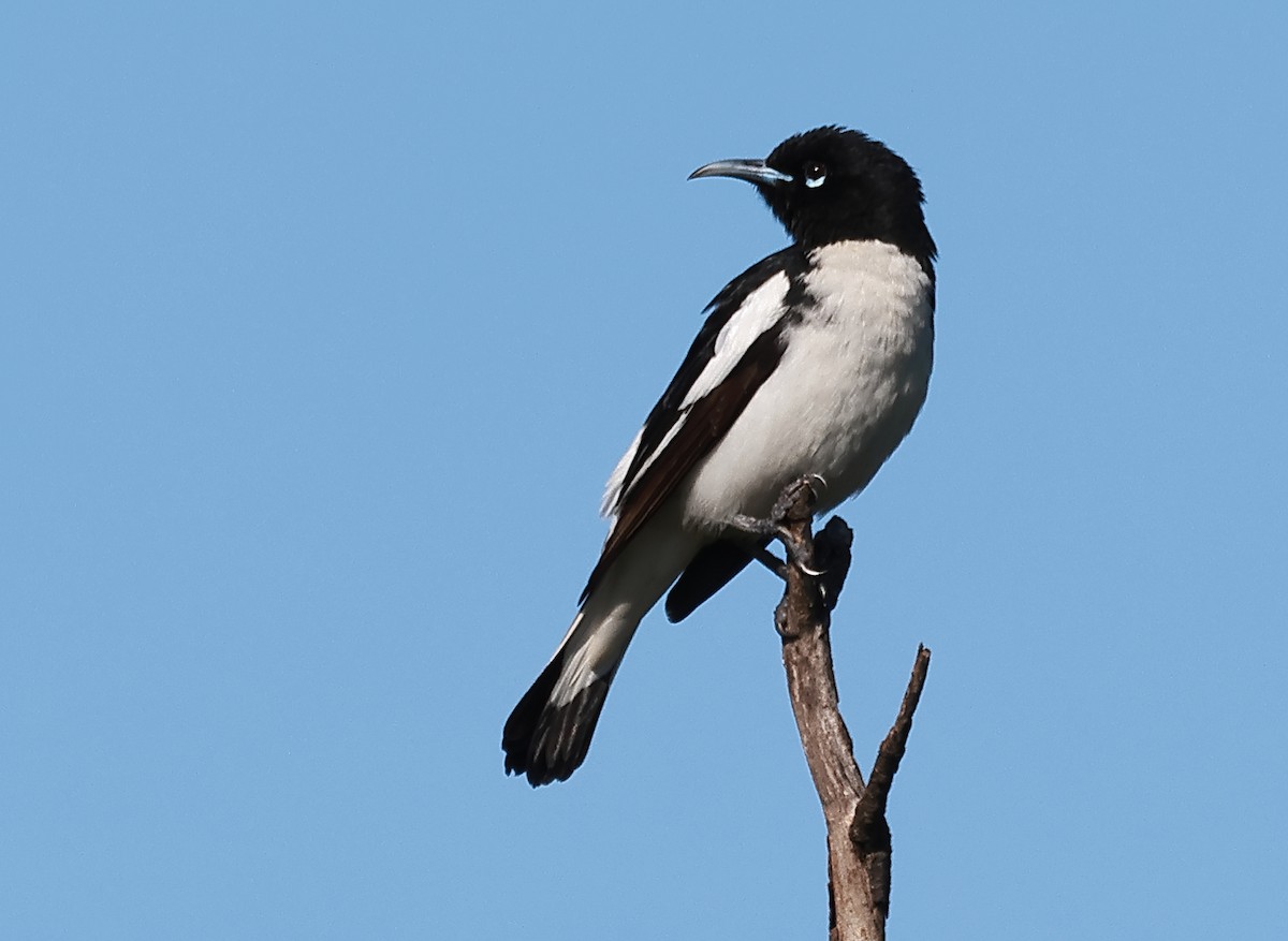 Pied Honeyeater - ML623177305