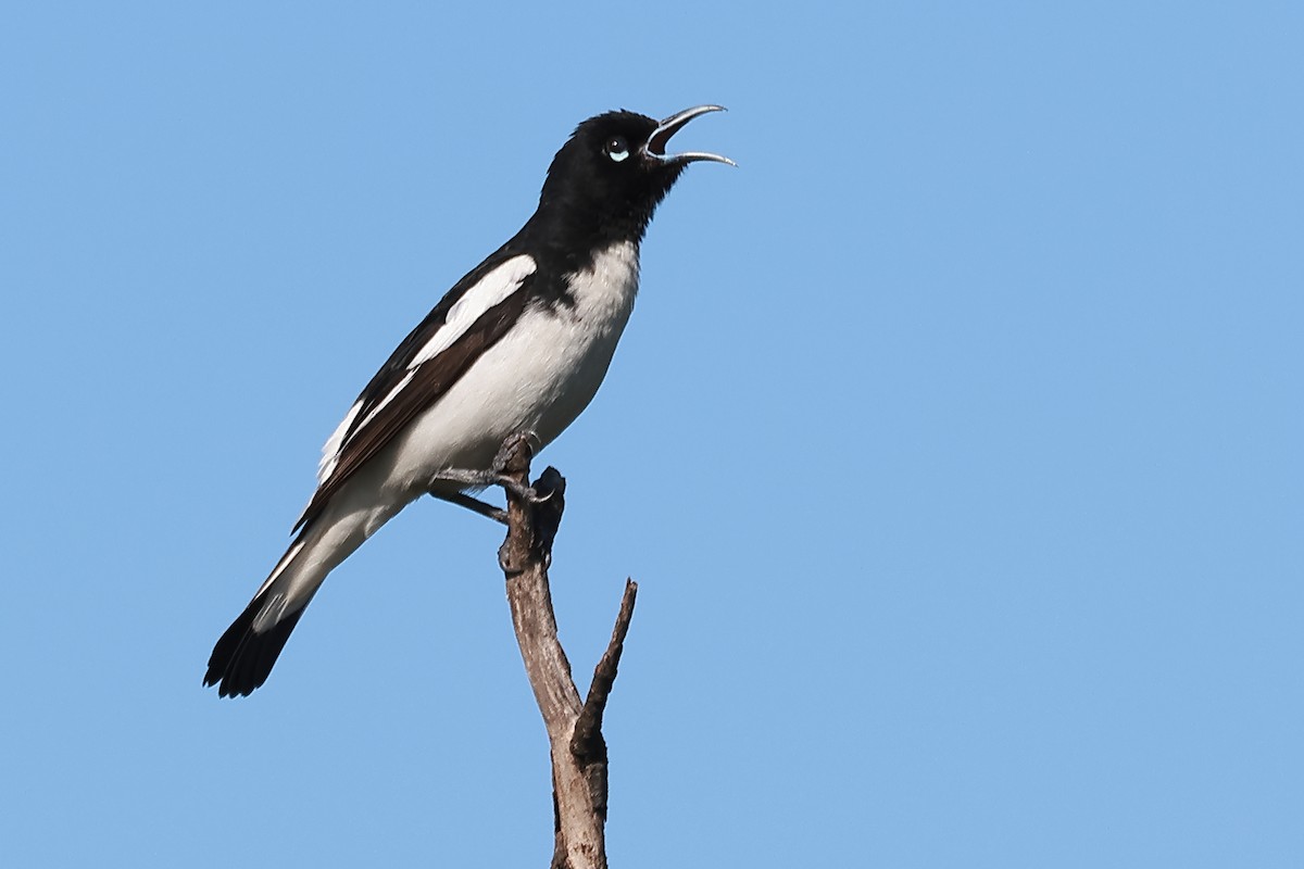 Pied Honeyeater - ML623177306