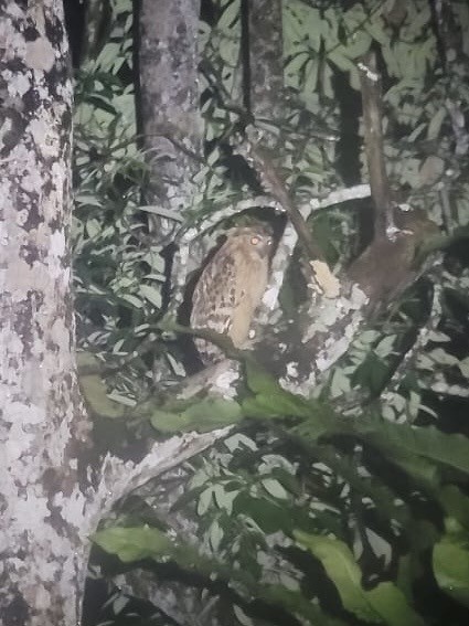 Buffy Fish-Owl - ML623177322