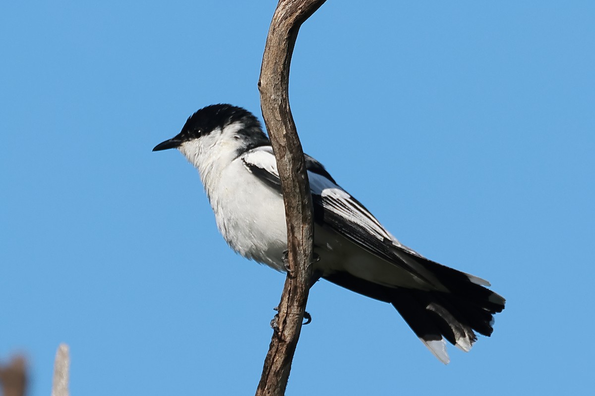 White-winged Triller - ML623177329