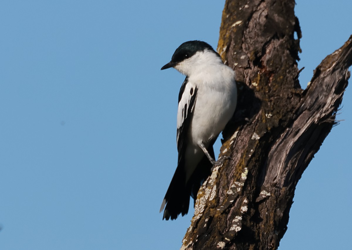 White-winged Triller - ML623177330