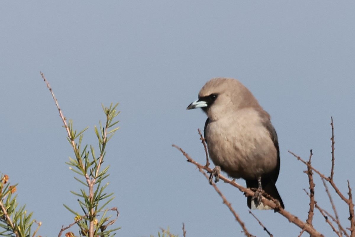 Black-faced Woodswallow - ML623177349