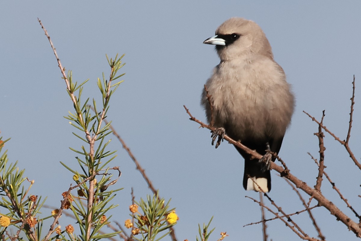 Black-faced Woodswallow - ML623177350