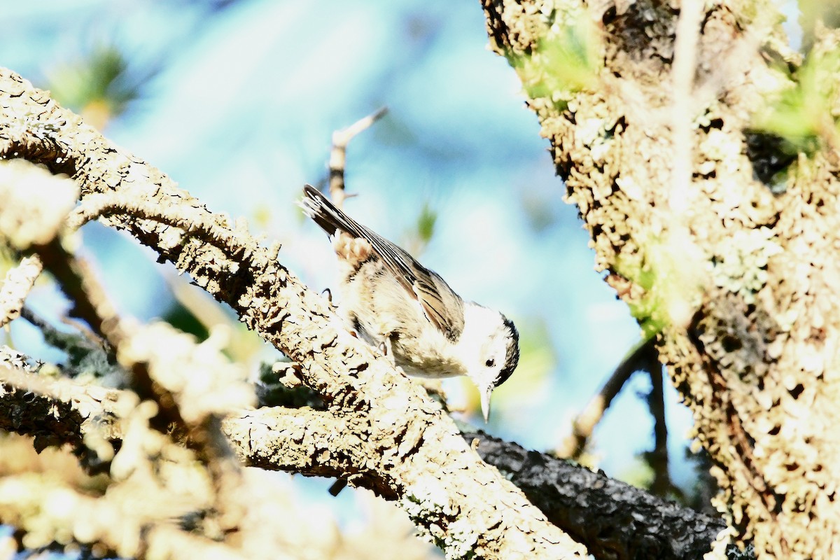 White-breasted Nuthatch - ML623177362