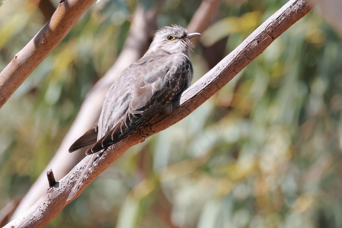Pallid Cuckoo - ML623177365
