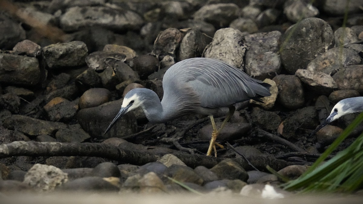 White-faced Heron - ML623177371