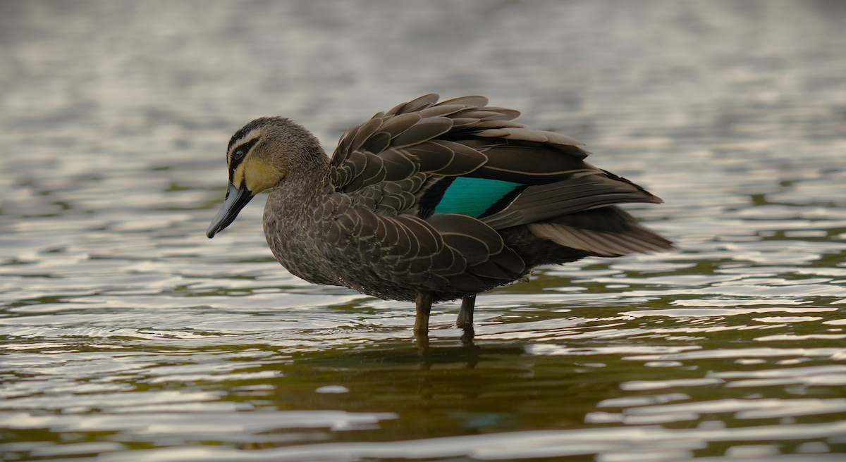 Pacific Black Duck - ML623177414