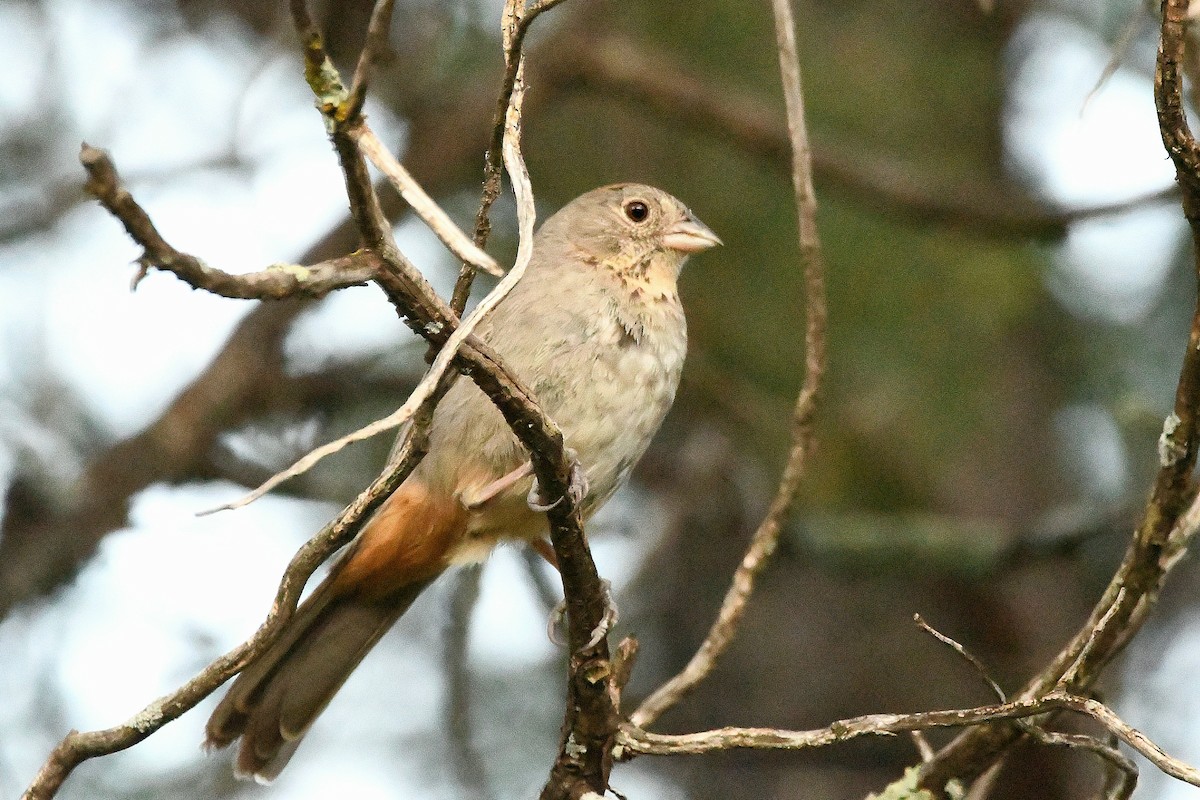 Canyon Towhee - Ari Weiss