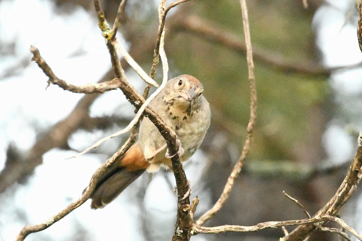 Canyon Towhee - ML623177427