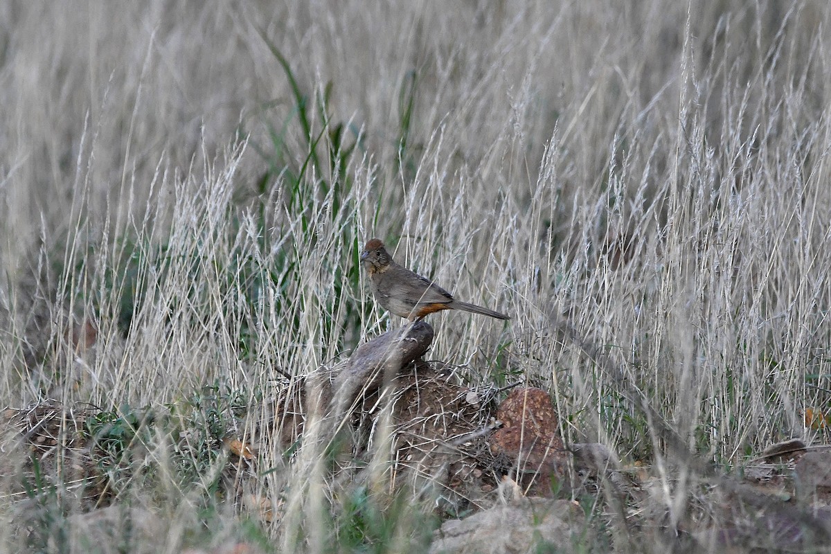 Canyon Towhee - ML623177441