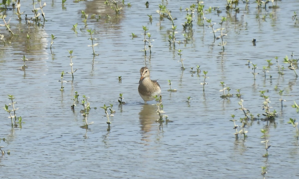 Pectoral Sandpiper - ML623177473