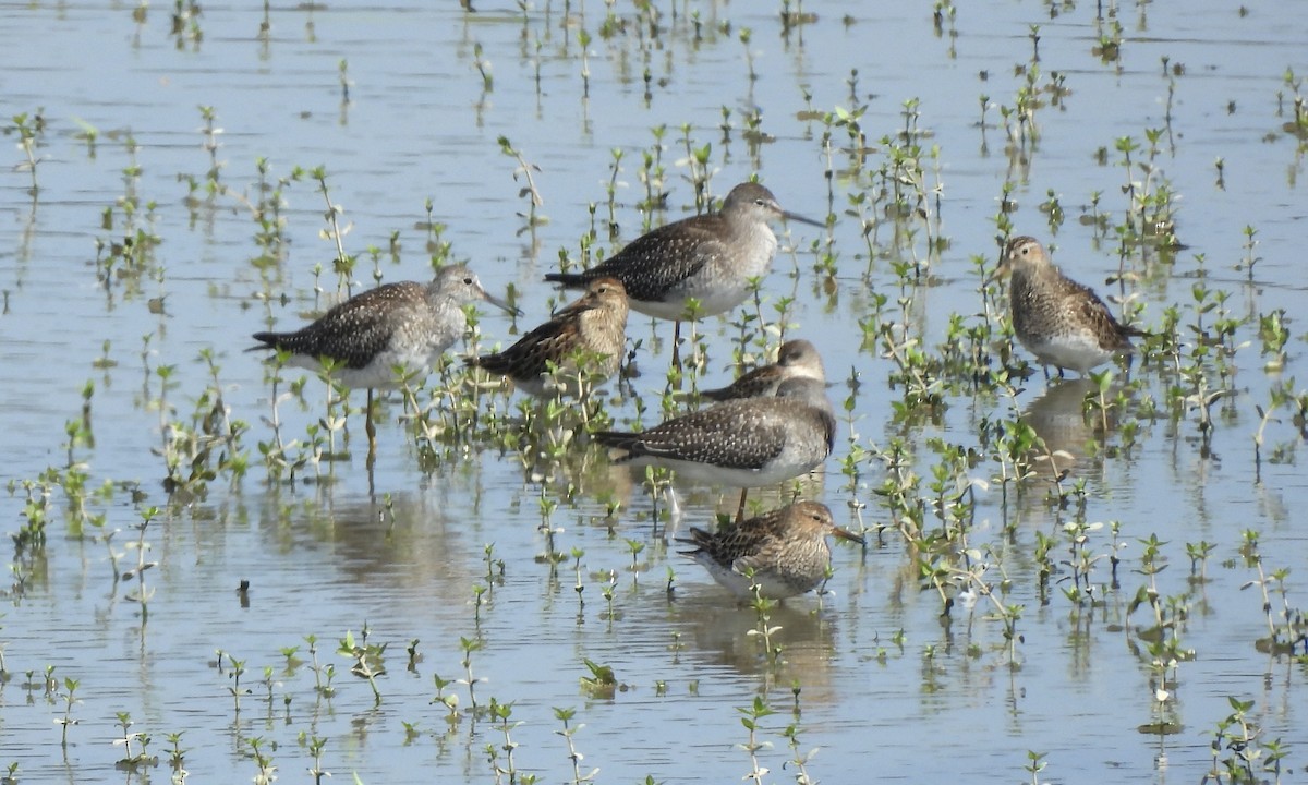 Pectoral Sandpiper - ML623177475