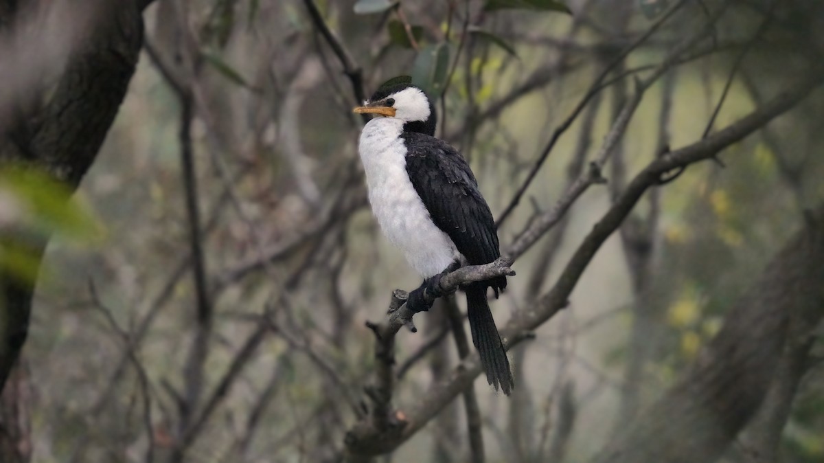 Little Pied Cormorant - ML623177480