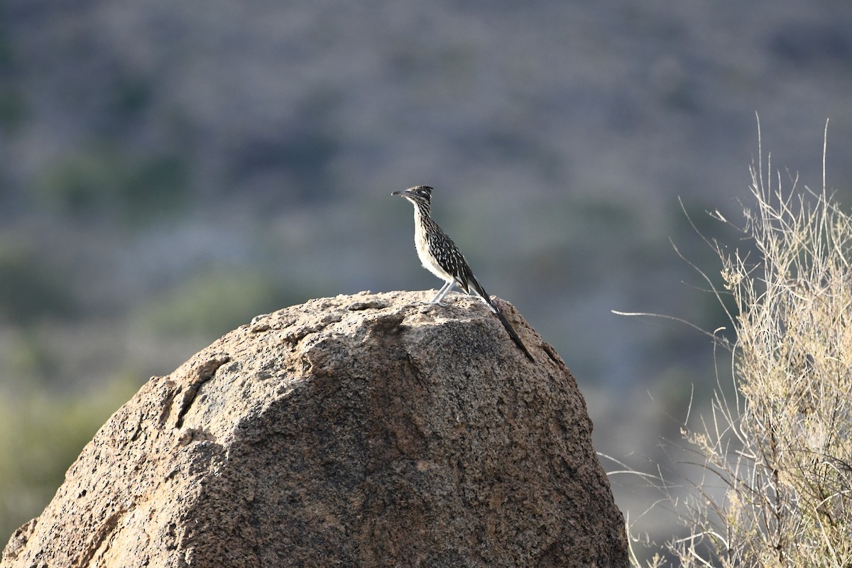 Greater Roadrunner - ML623177490