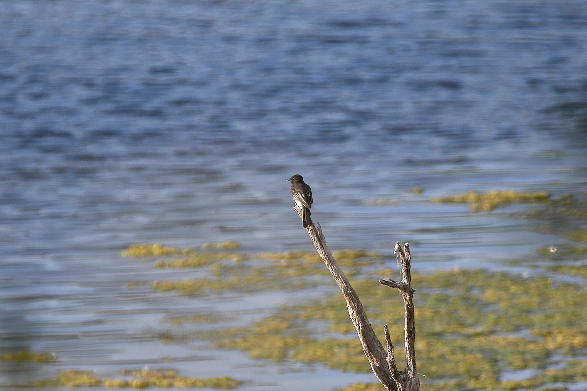 Black Phoebe - ML623177499