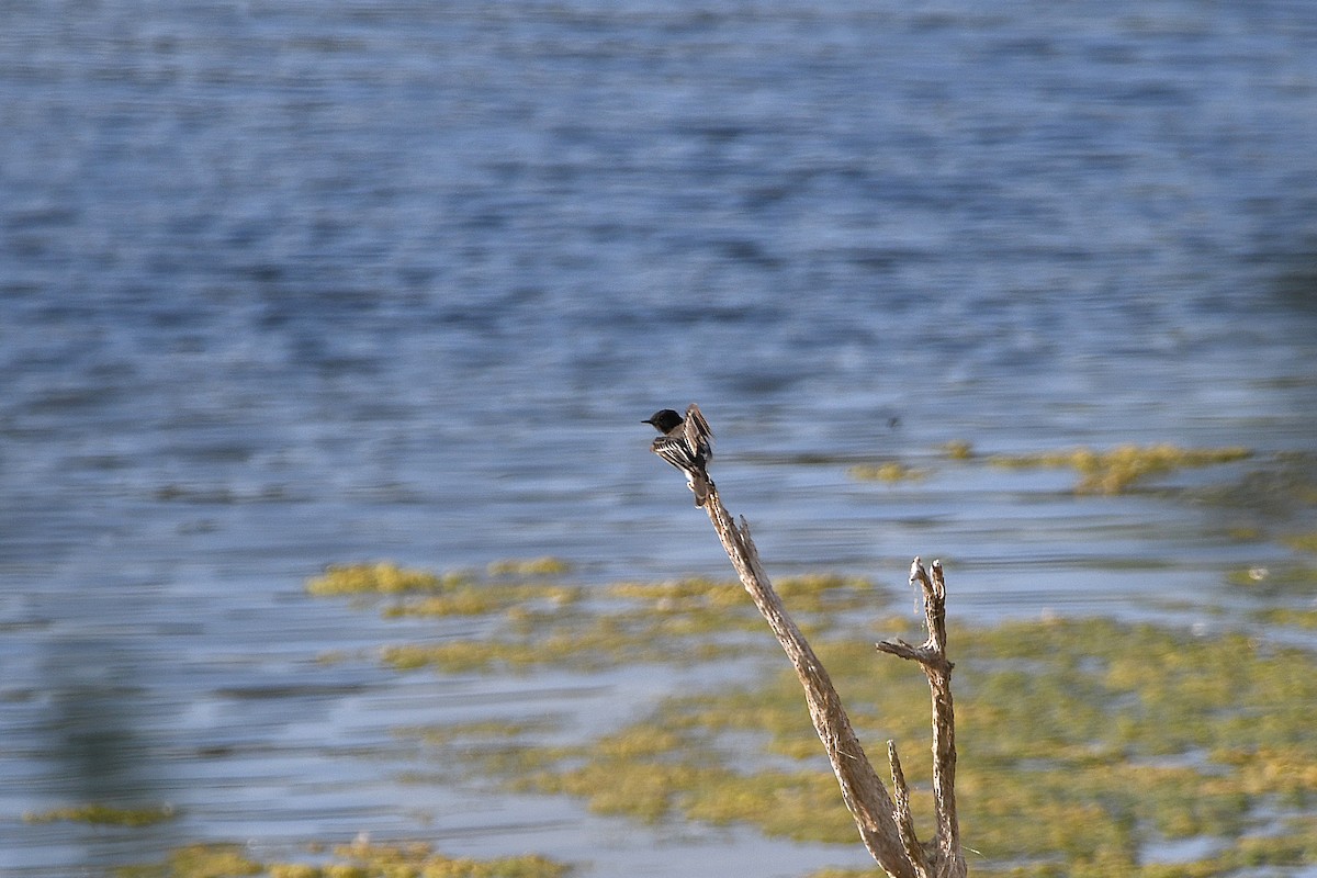 Black Phoebe - ML623177500