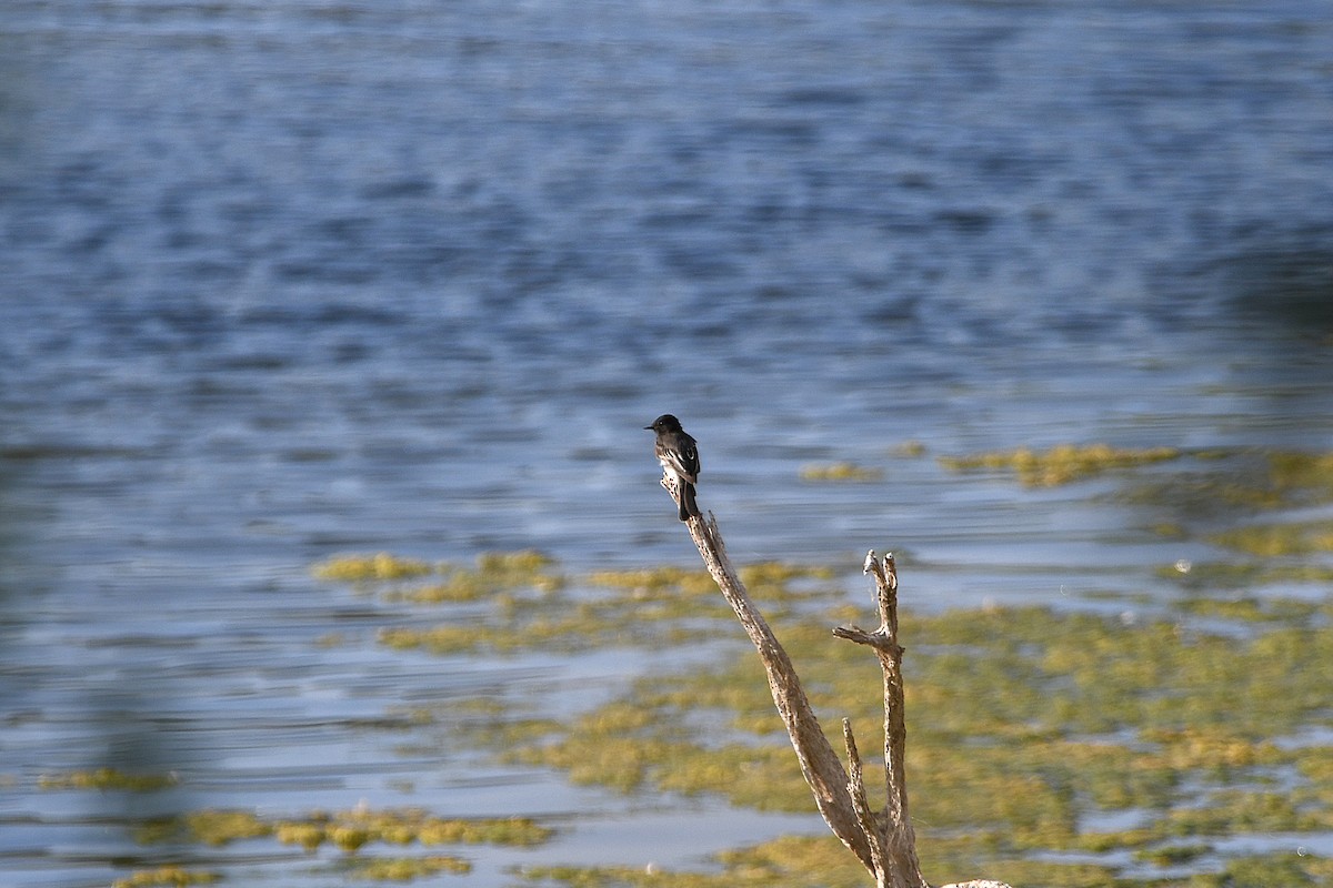 Black Phoebe - ML623177502