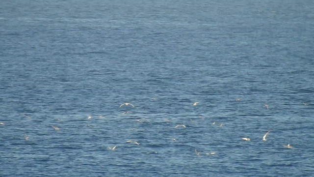 Arctic Tern - ML623177503