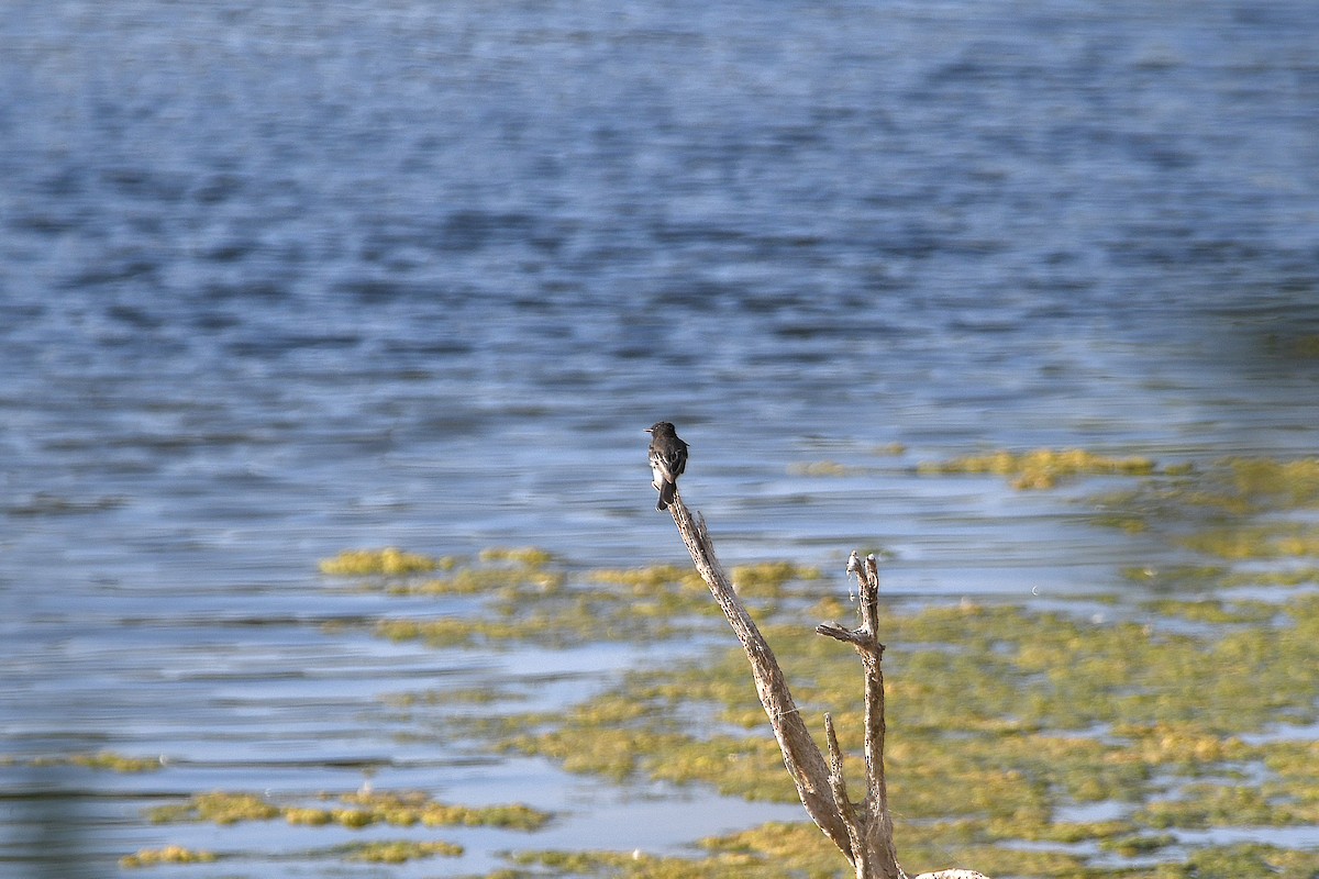 Black Phoebe - ML623177504