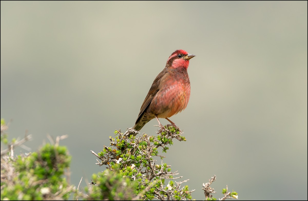 Dark-breasted Rosefinch - ML623177506