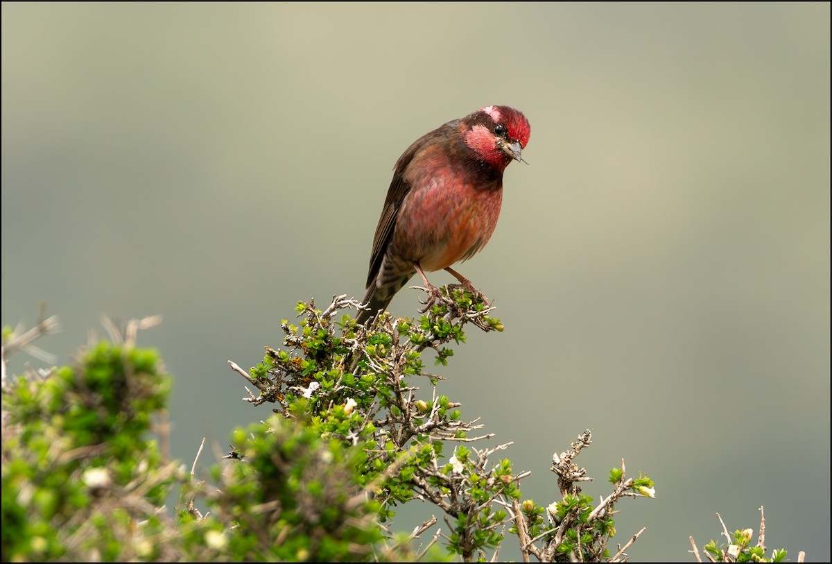 Dark-breasted Rosefinch - Parth Joshi